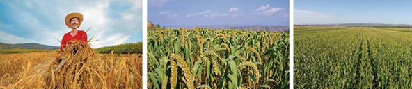 中国甜糯玉米之乡