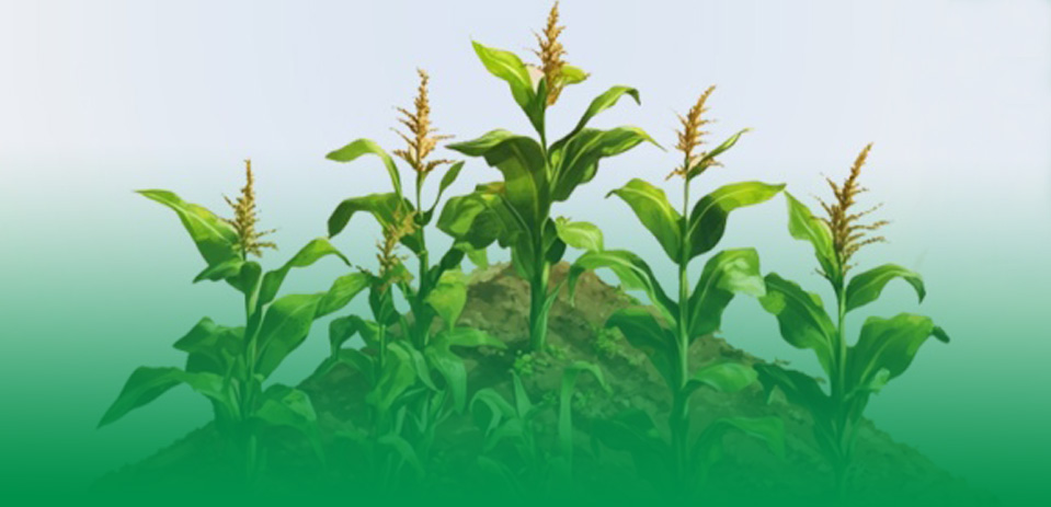 核心产区 轻奢之味