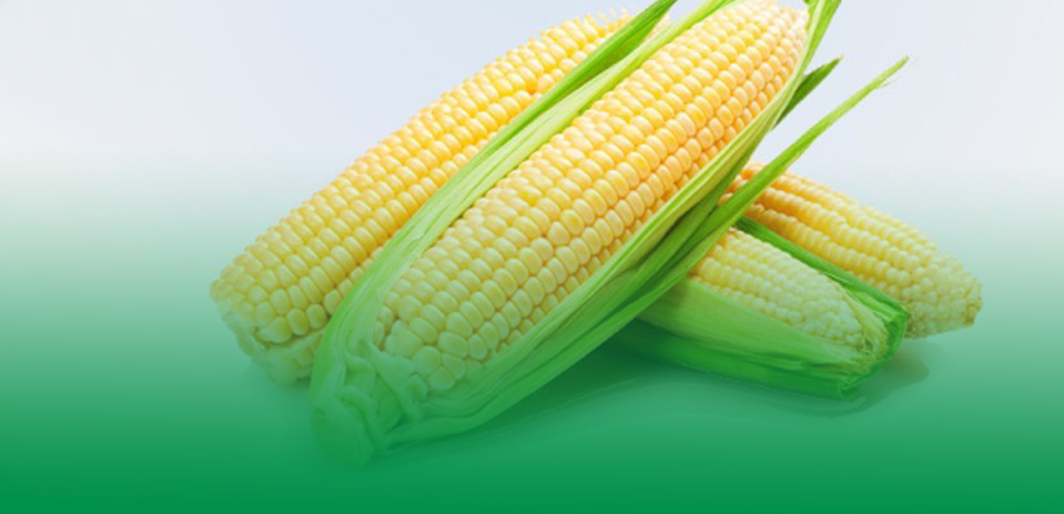 有机种植 非转基因