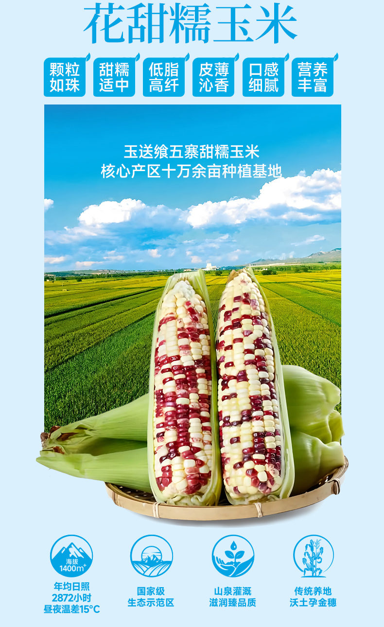 花糯玉米_02.jpg