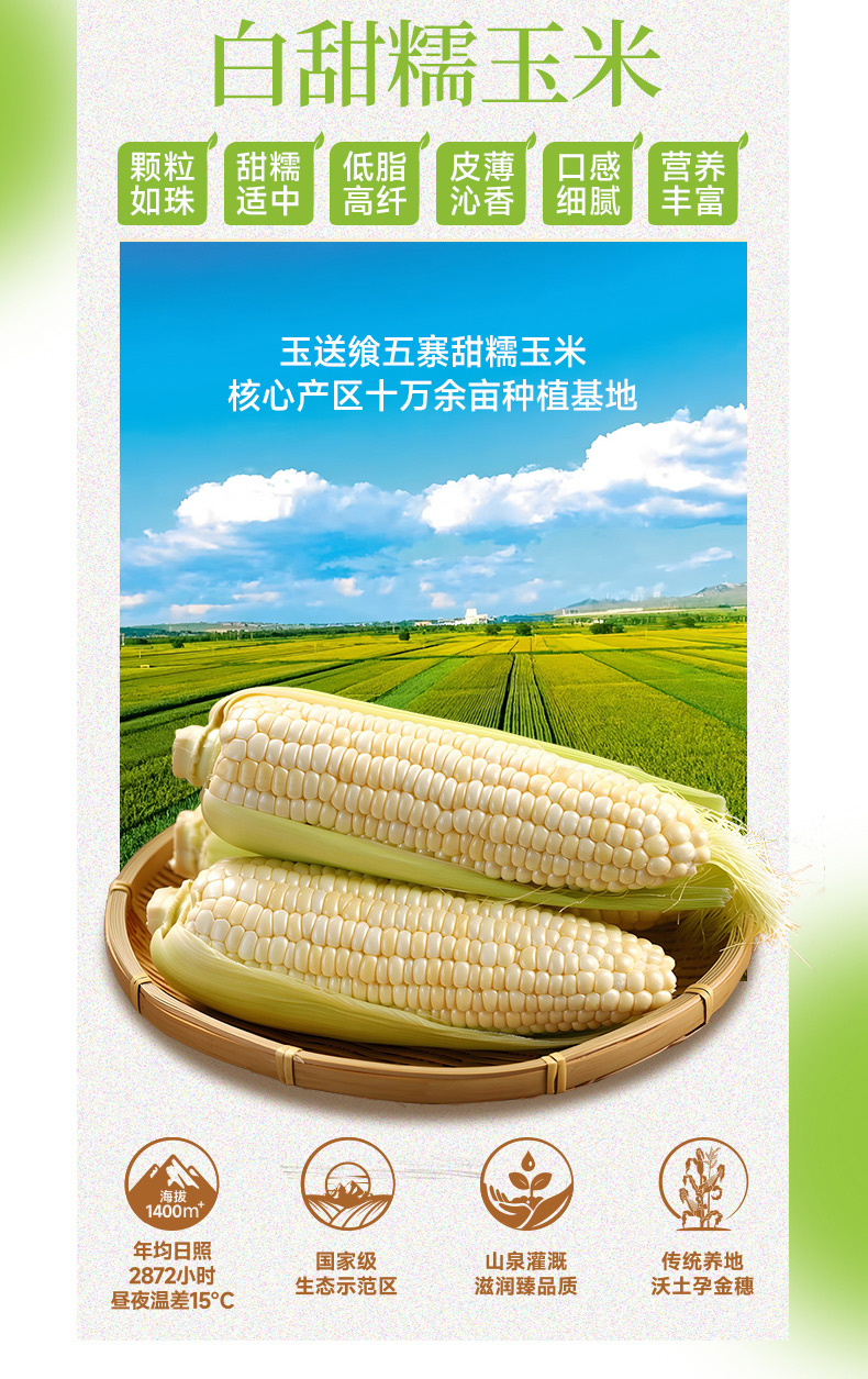 白糯玉米_02.jpg